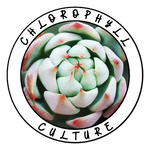 Chlorophyll Culture