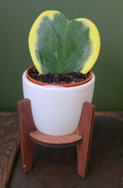 Hoya kerrii (single leaf)