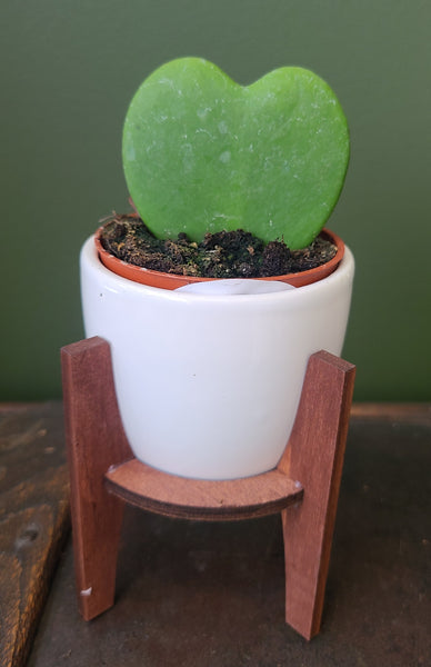 Hoya kerrii (single leaf)