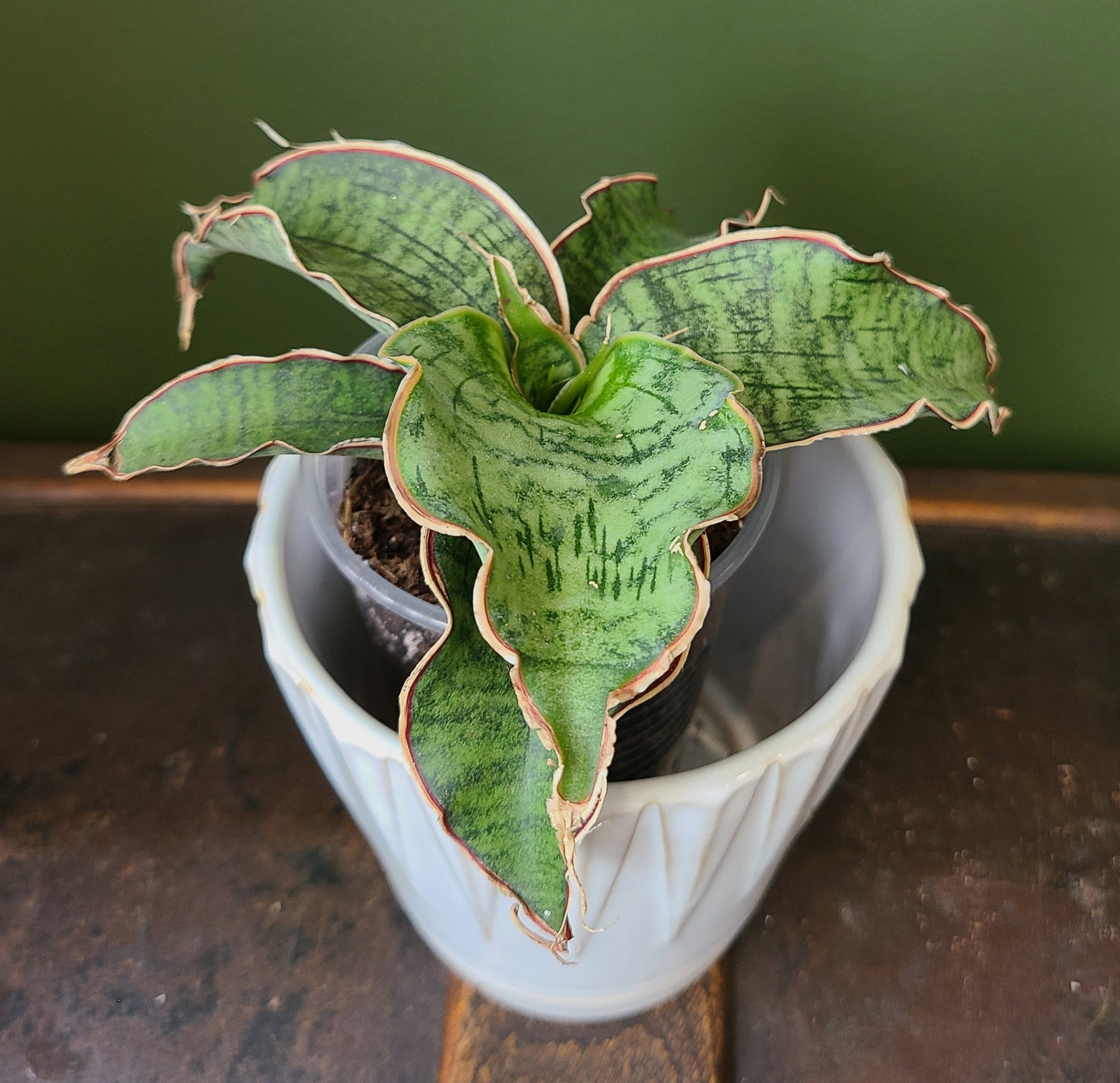 Sansevieria kirkii 'Silver Blue'