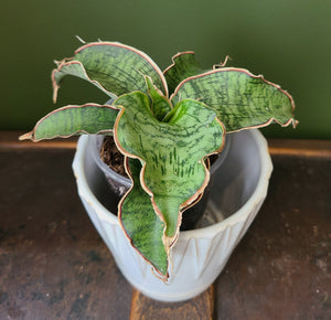 Sansevieria kirkii 'Silver Blue'