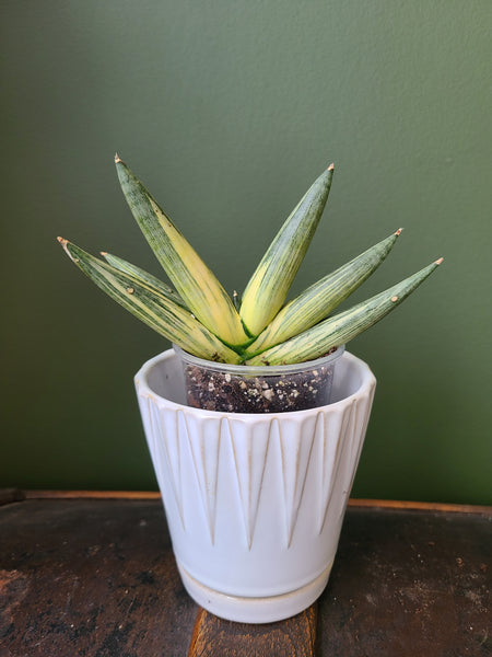 Sansevieria boncel variegata