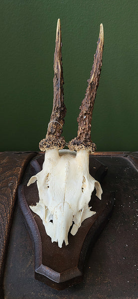 Roe deer skull, mounted