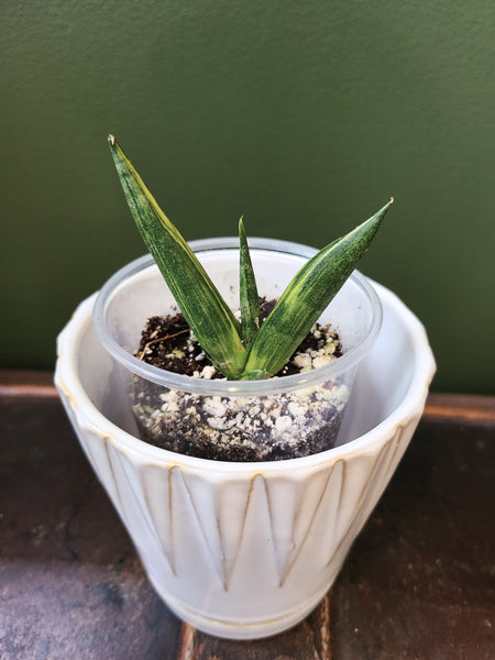 Sansevieria boncel variegata