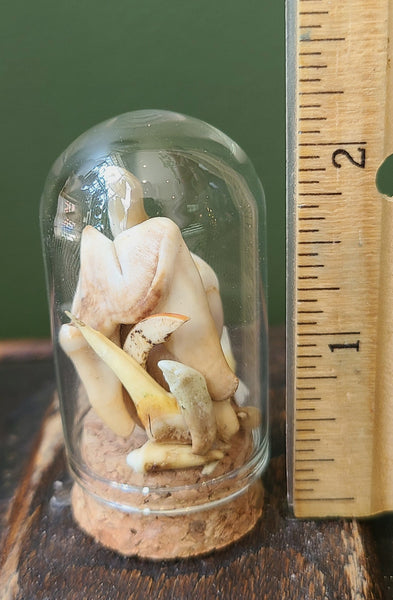 Teeth cloche (Asst. mammal)