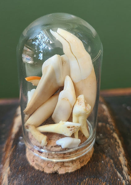 Teeth cloche (Asst. mammal)