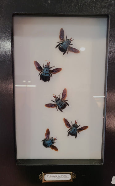 Xylocopa caerulea (Blue carpenter bee ♀)