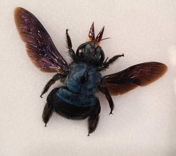 Xylocopa caerulea (Blue carpenter bee ♀)