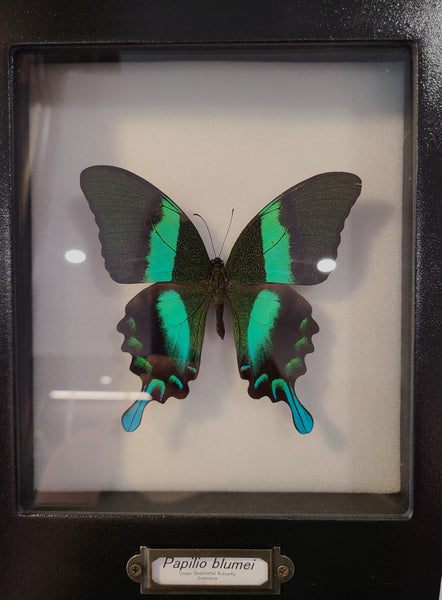 Papilio blumei (Green Swallowtail Butterfly)
