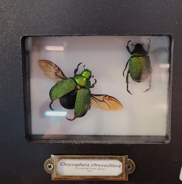 Chrysophora chrysochlora (Shining leaf chafer beetle)
