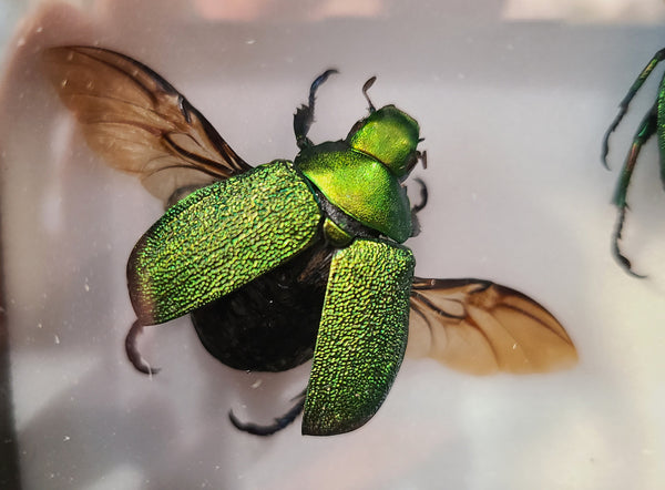 Chrysophora chrysochlora (Shining leaf chafer beetle)