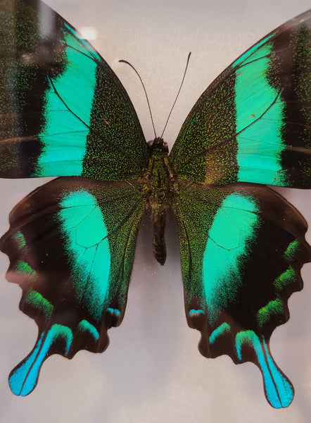 Papilio blumei (Green Swallowtail Butterfly)