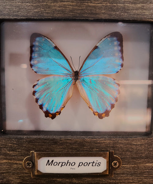 Morpho portis