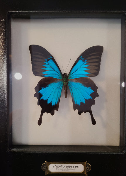 Papilio ulysses (Blue Mountain Swallowtail Butterfly)