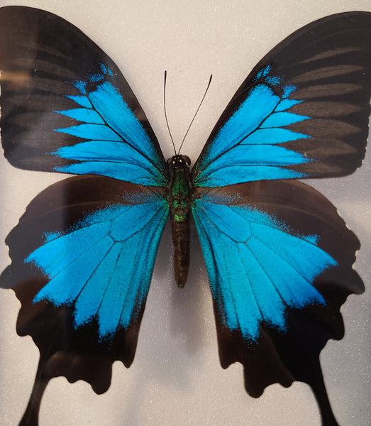 Papilio ulysses (Blue Mountain Swallowtail Butterfly)