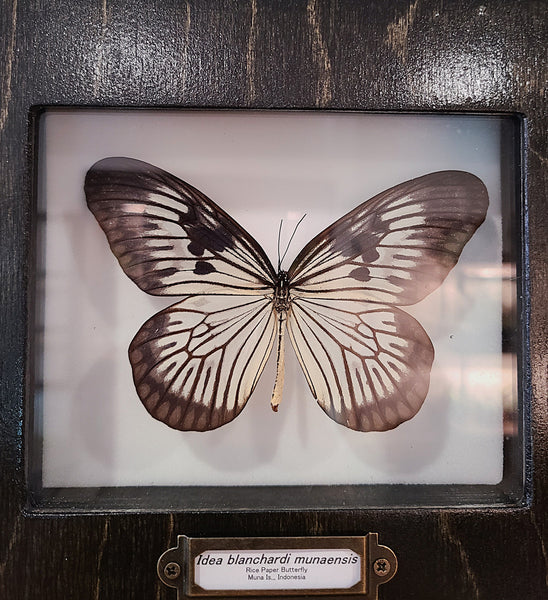 Idea blanchardi munaensis (Rice Paper Butterfly)