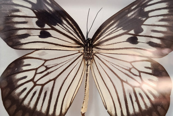 Idea blanchardi munaensis (Rice Paper Butterfly)