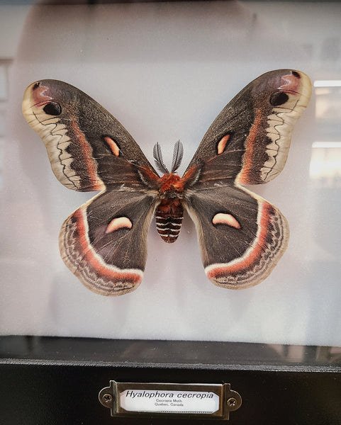 Hyalophora cecropia moth