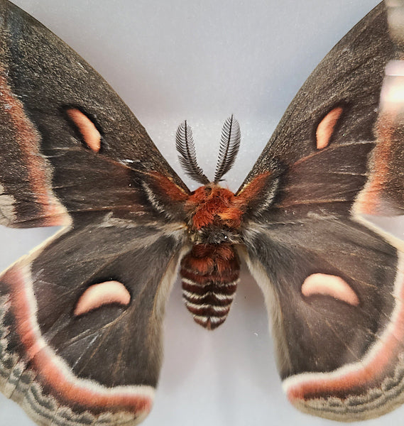 Hyalophora cecropia moth