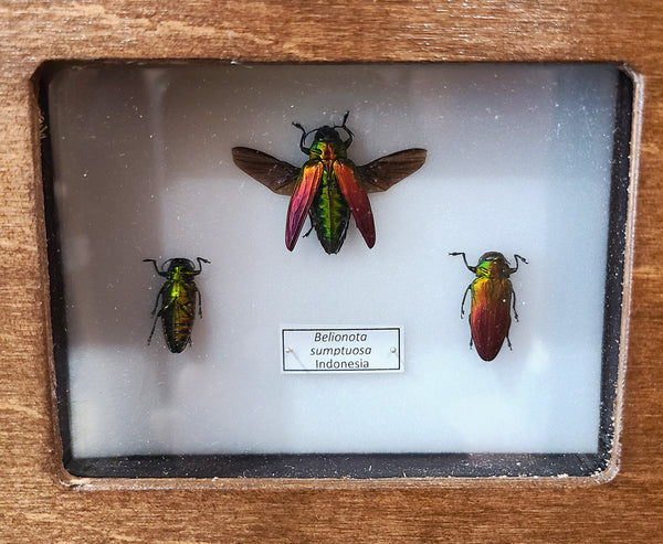 Belionota sumptuosa (Tricolour Metallic Wood-Boring Beetle)