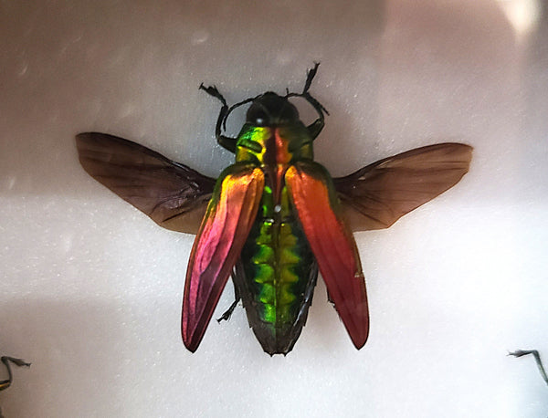 Belionota sumptuosa (Tricolour Metallic Wood-Boring Beetle)