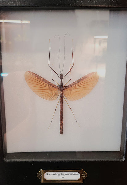 Gargantuoides triumphalis (Stick bug)