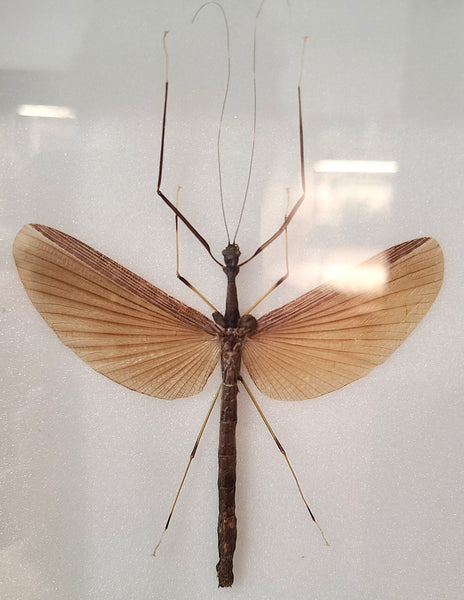 Gargantuoides triumphalis (Stick bug)