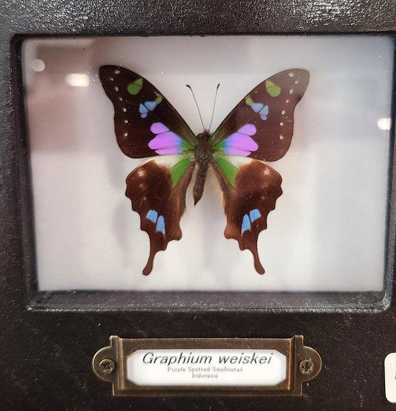 Graphium weiskei (Purple swallowtail butterfly)