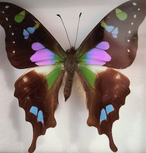 Graphium weiskei (Purple swallowtail butterfly)