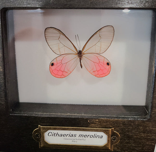 Cithaerias merolina (Glasswing Butterfly)