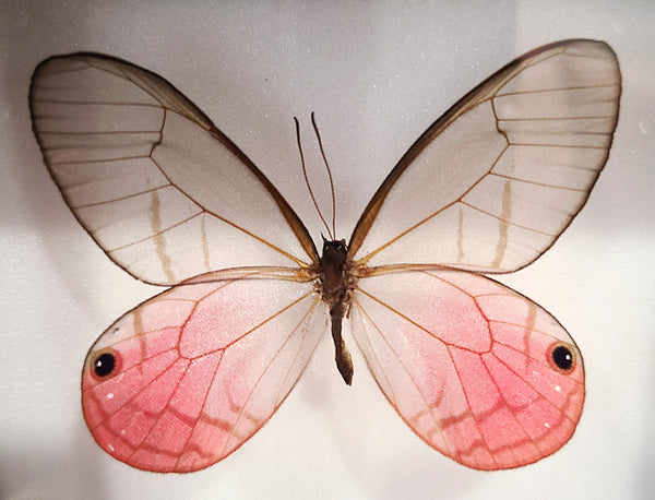 Cithaerias merolina (Glasswing Butterfly)