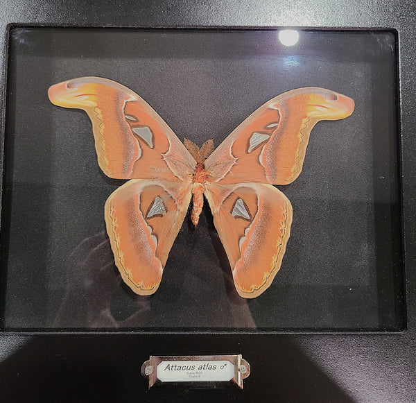 Atticus atlas (Cobra Moth ♂)