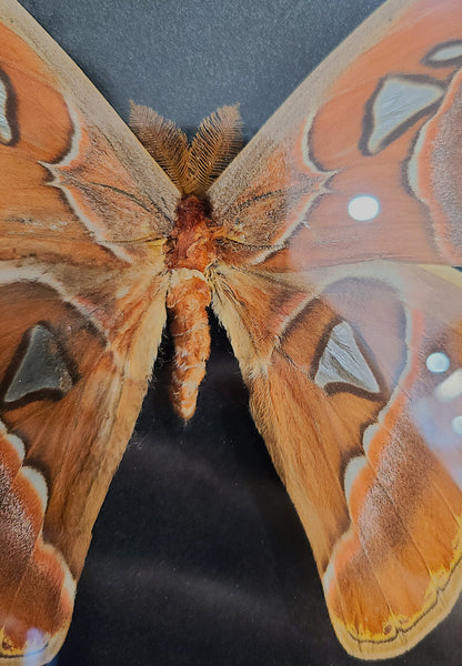 Atticus atlas (Cobra Moth ♂)