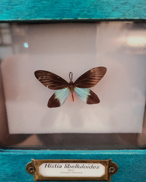 Histia libelluloides