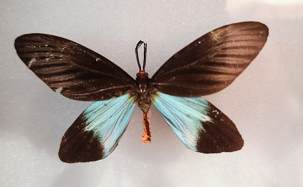 Histia libelluloides