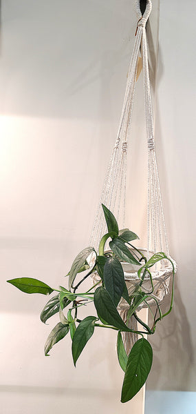 Macrame hoop plant hanger