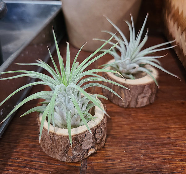 Wooden tealight holder