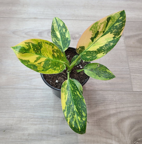 Philodendron Green Congo Nuclear