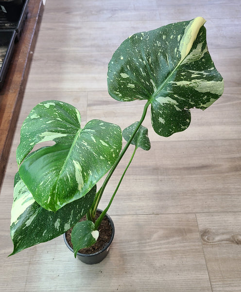 Monstera 'Thai Constellation'
