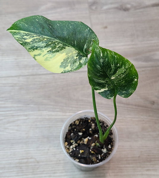 Monstera 'Thai Constellation'
