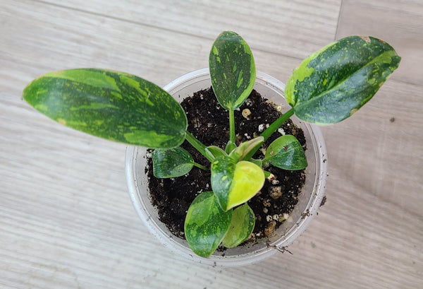 Philodendron Green Congo Nuclear