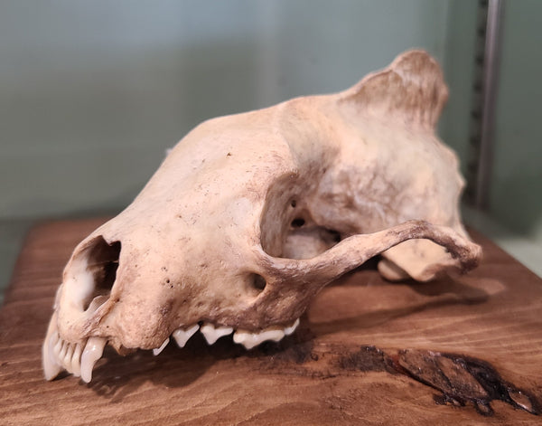 Fisher cat skull, nature cleaned