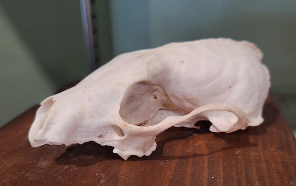 Fisher cat skull, nature cleaned