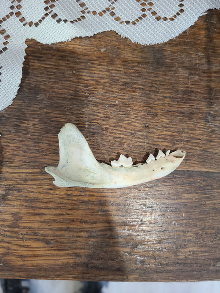 Mammal jaw bone (craft grade)