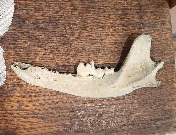 Mammal jaw bone (craft grade)