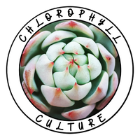 Chlorophyll Culture