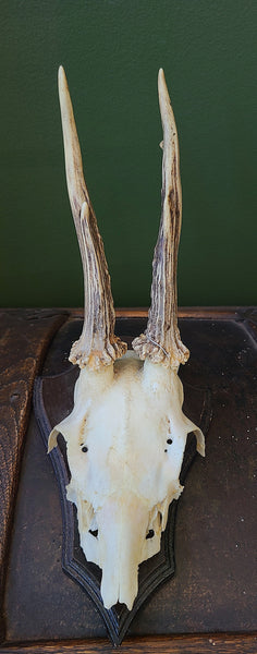 Roe deer skull, mounted