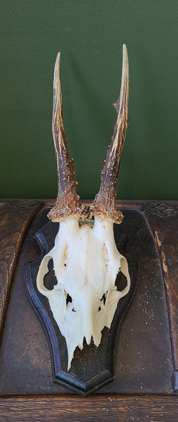 Roe deer skull, mounted