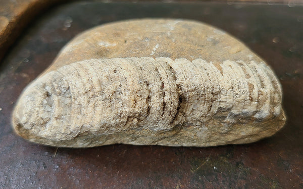 Crinoid fossil