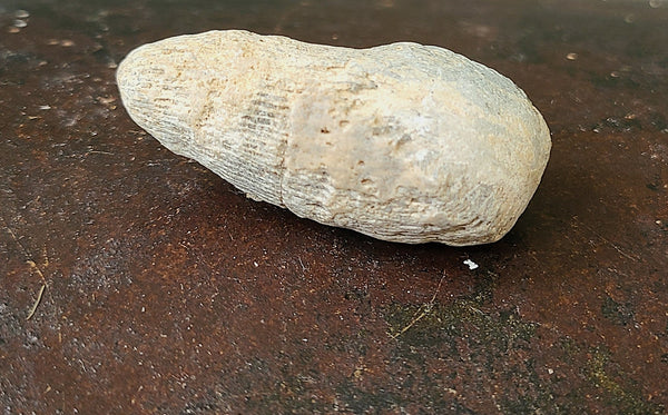 Crinoid fossil